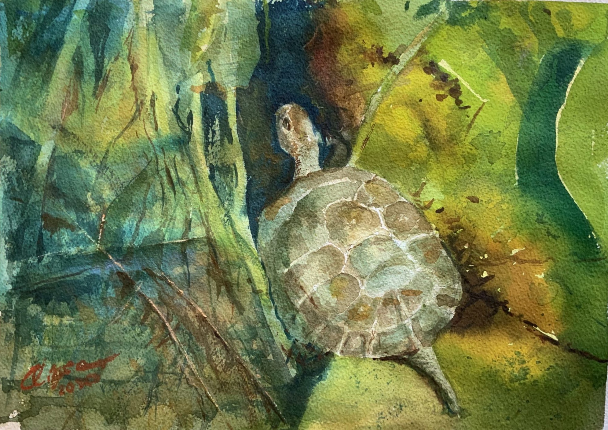 La Tortuga del Estanque
